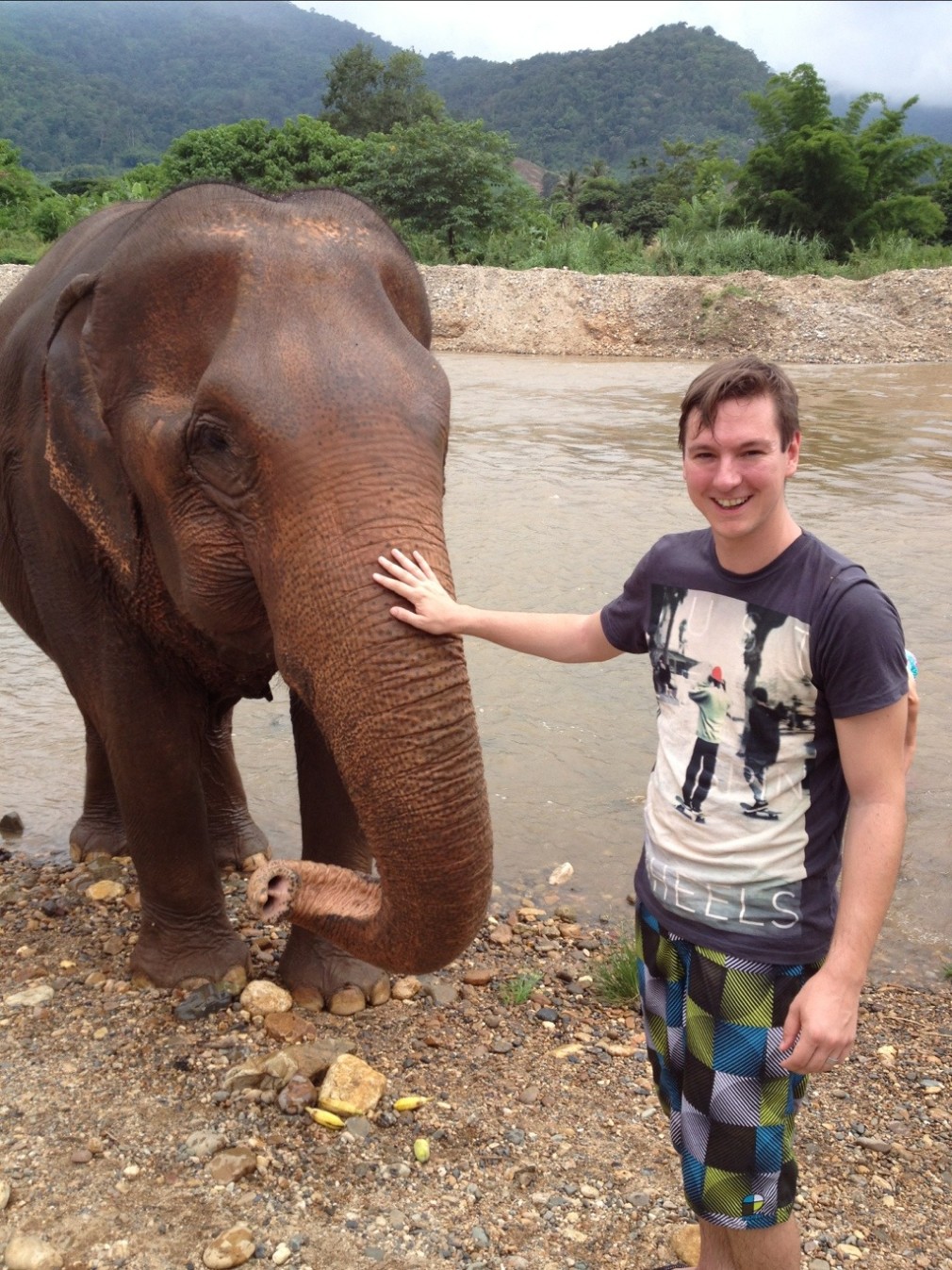 Elefanten in den Bergen von Chiang Mai