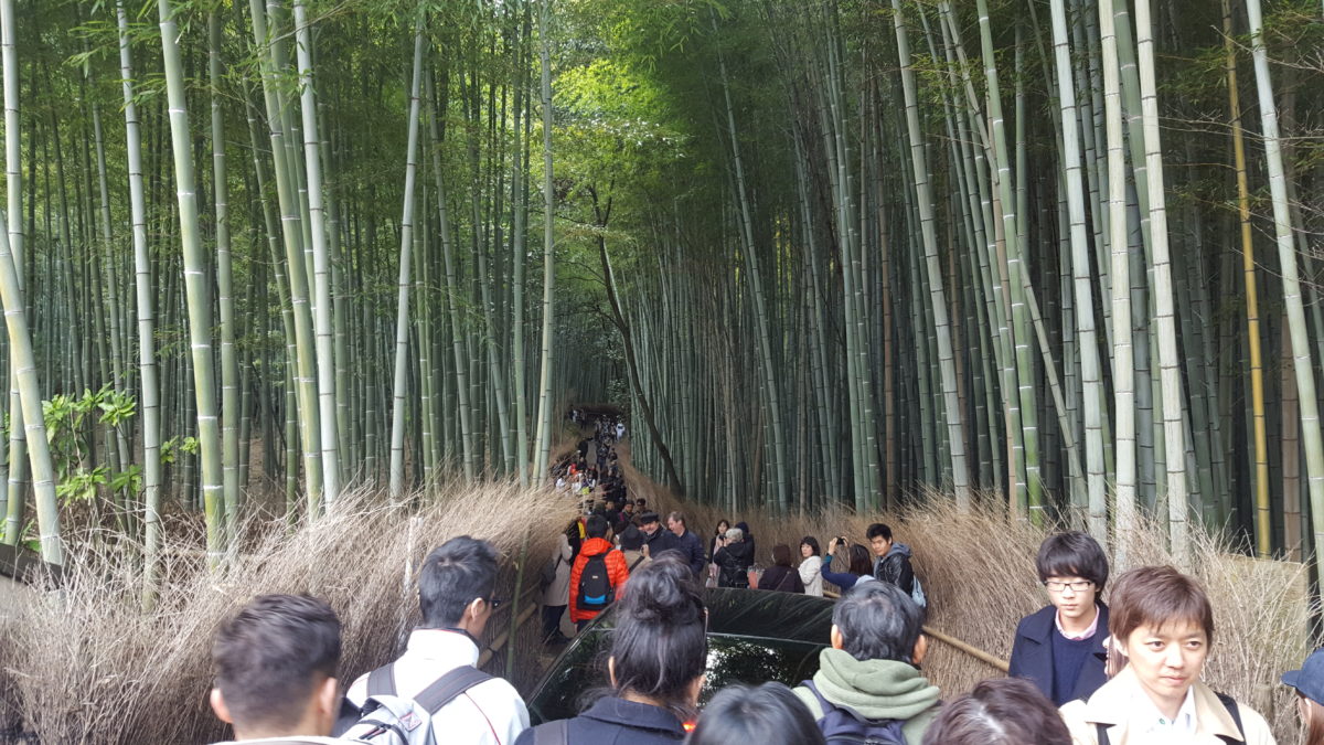 Reise Rustikale Gardine Bambushain in Arashiyama 