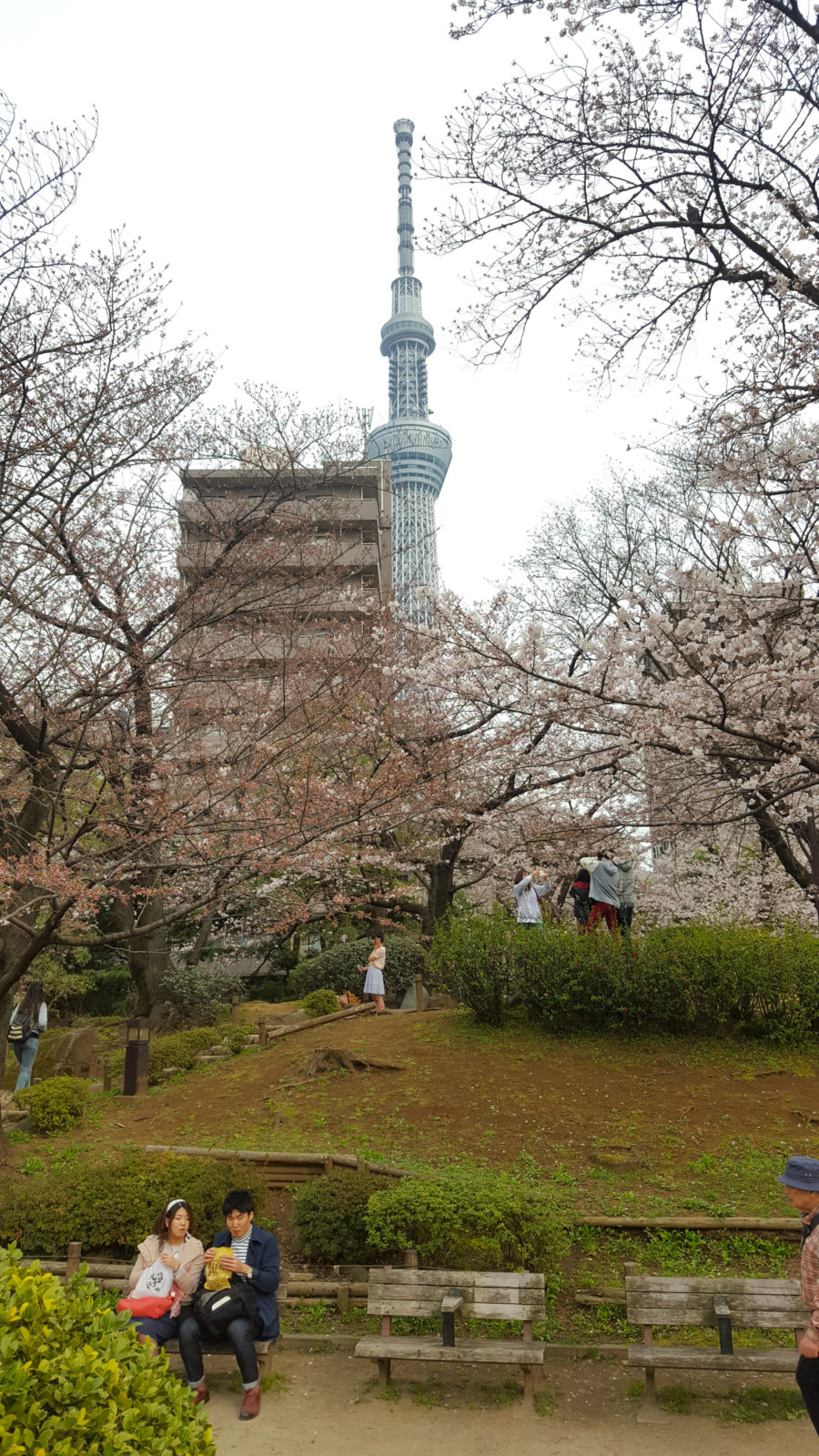 Kirschblüte im Sumeida Park mit Skytree