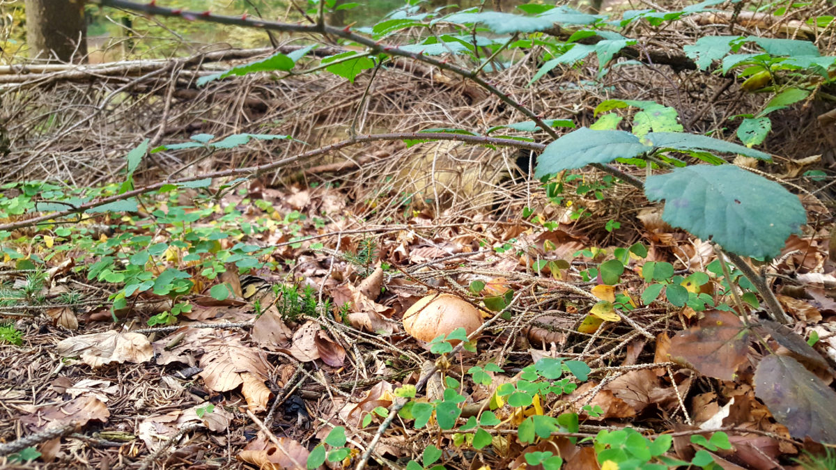 Rund um die Dhünntalsperre: Ein Pilz