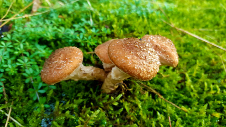 Tausendundein Pilz – Eine gemütliche Wanderung entlang der Großen Dhünntalsperre
